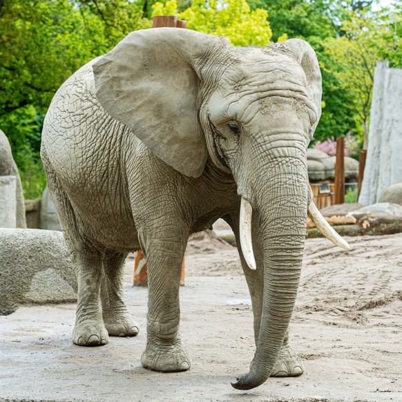 Elefant Heri Zoo Basel