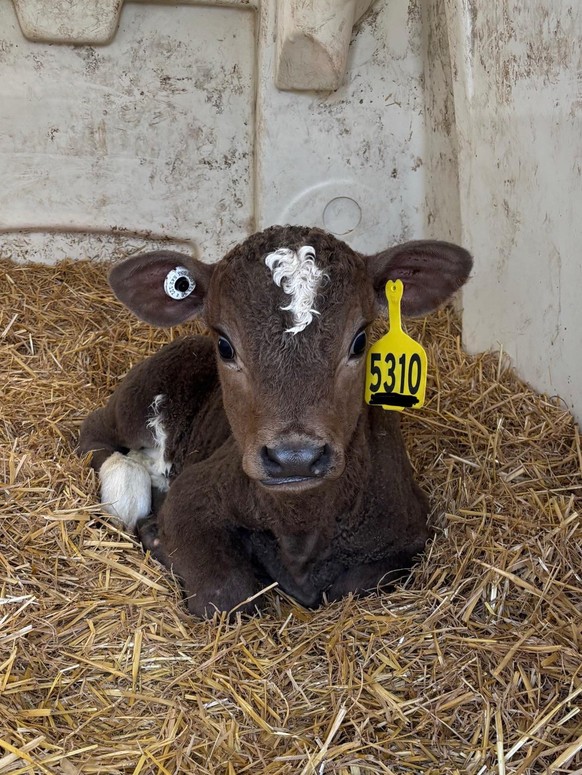 cute news tier kuh

https://www.reddit.com/r/Cows/comments/1keopif/charloisholstein_cross/