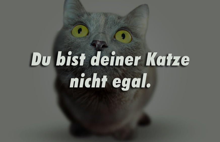 10 Wahrheiten über Katzen, die manche Menschen nie verstehen werden