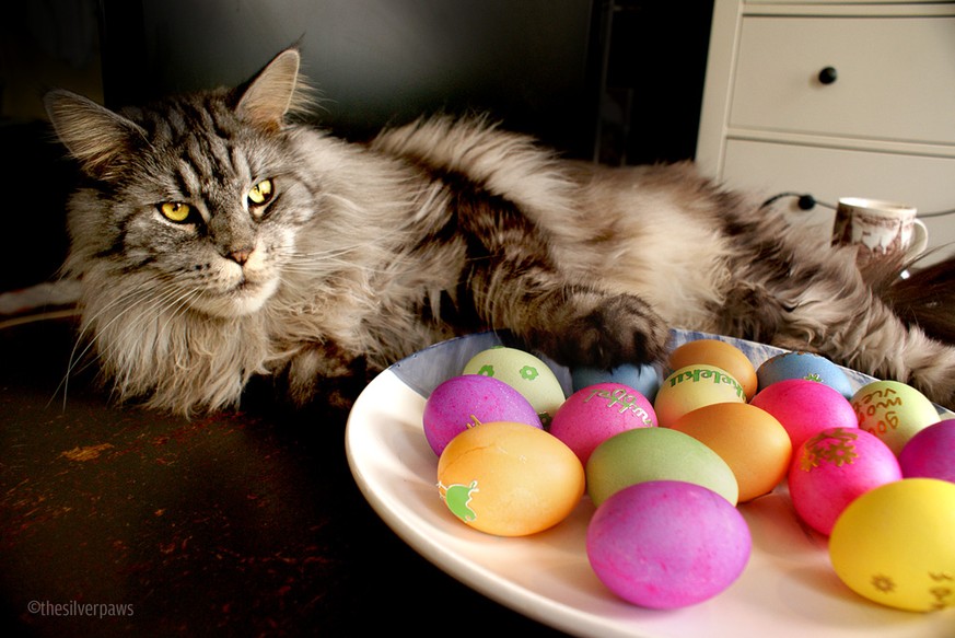 8 Gründe, weshalb Katzen die besseren Osterhasen sind