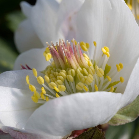 Christrose (Helleborus niger)
