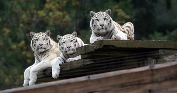 Die Tiger im Sikypark.