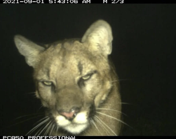 Schöne Tiere aus der Wildtierkamera