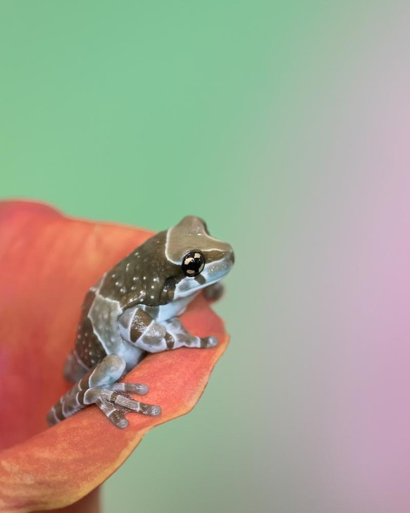 Baumhöhlen-Krötenlaubfrosch als Tier der Woche bei den Cute News von watson.