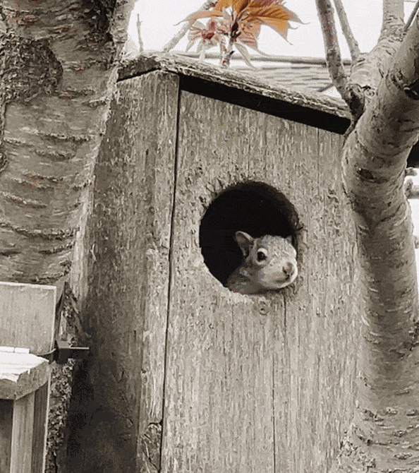 Animiertes GIF
