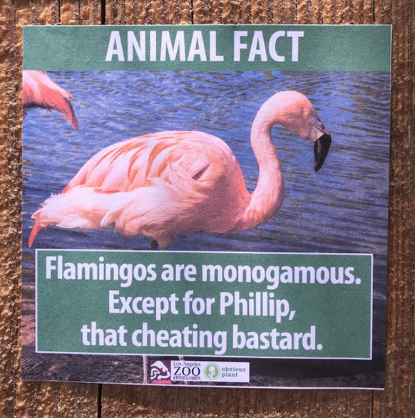 «Flamingos sind monogam, mit Ausnahme von Phillip, dem betrügenden Bastard.»