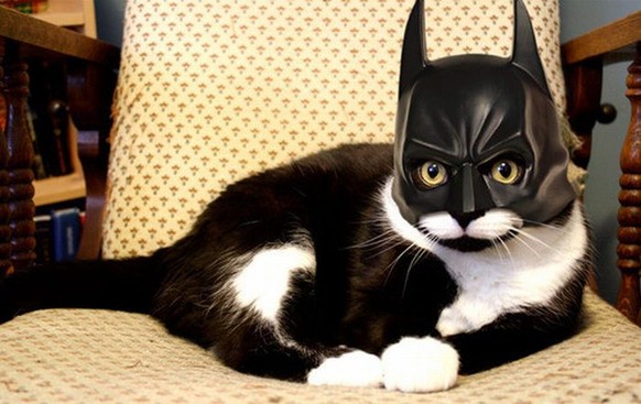 Batman-Katze

http://i.imgur.com/vj09s.jpg
