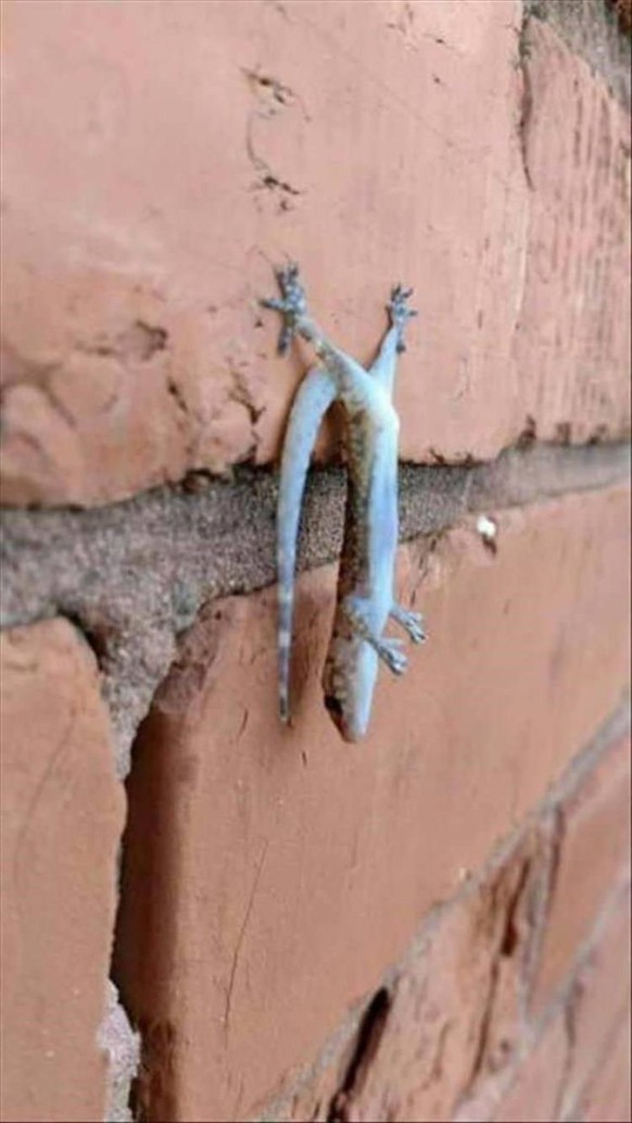 CUTE NEWS TIER GECKO

https://ch.pinterest.com/pin/1266706133548247/
