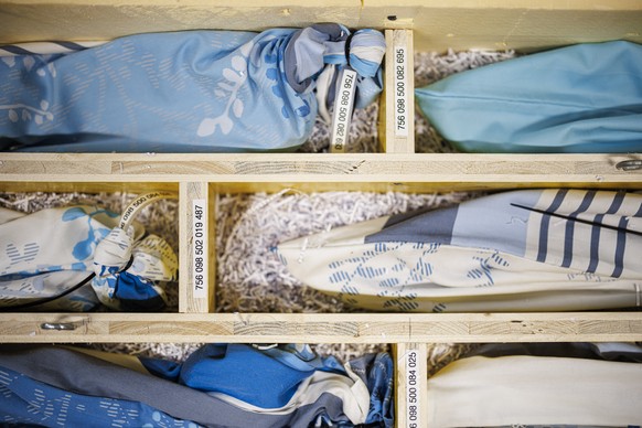 Young crocodiles are pictured in bags with their ID tags as they are prepared for shipping at Aquatis, Europe&#039;s largest freshwater aquarium-vivarium, in Lausanne, Wednesday, June 12, 2024. Raised ...
