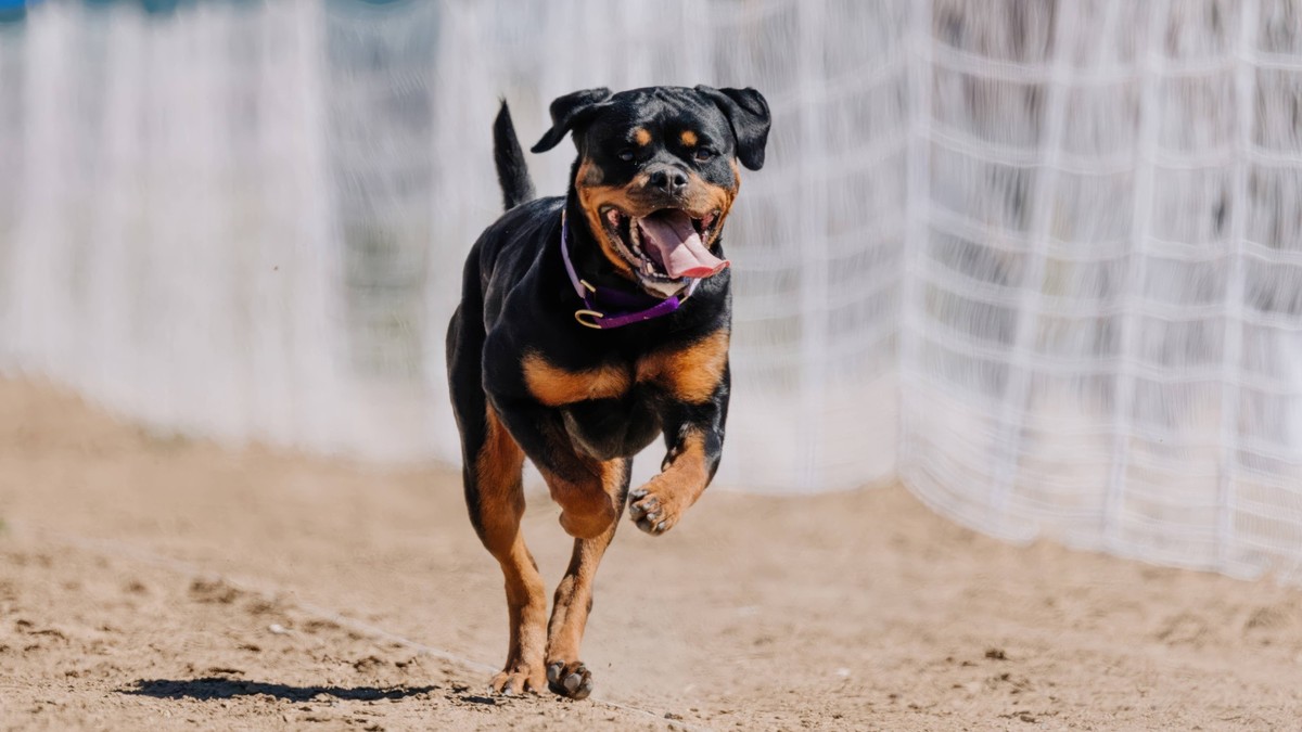 Purebred Black and Tan Rottweiler Running Lure Course Sprint Dog Sport Aurora, Colorado, United States R_DMQG241018E0B8-1562258-01