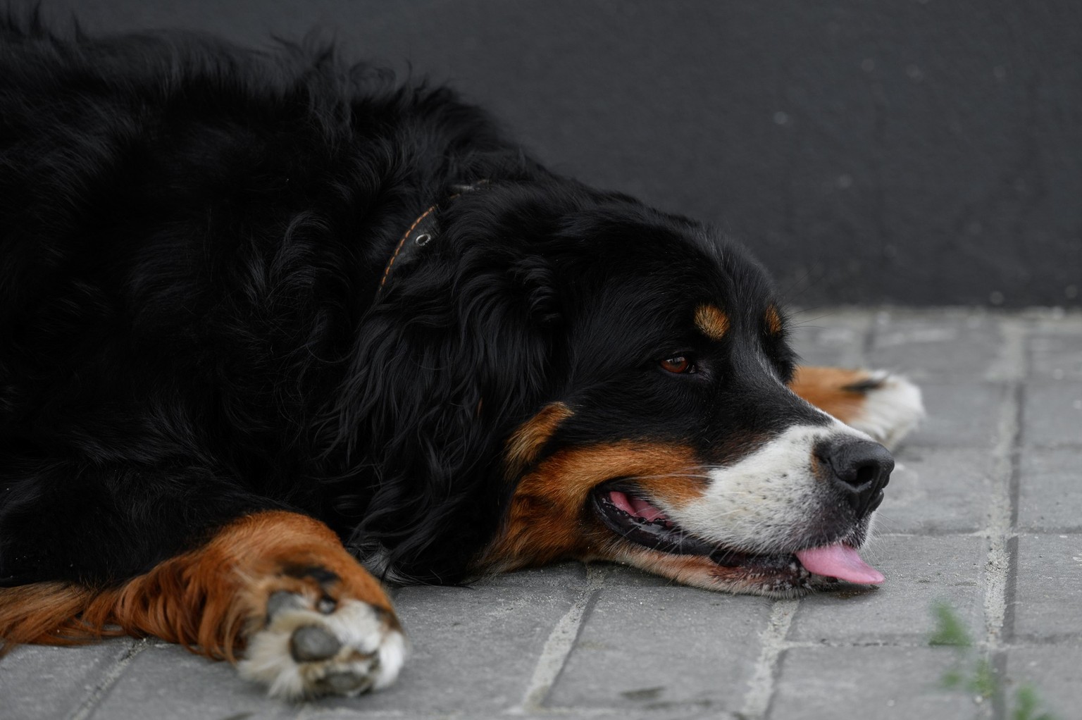 Hunde strecken bei Hitze die Zunge heraus und hecheln, um ihre Körpertemperatur zu regulieren.