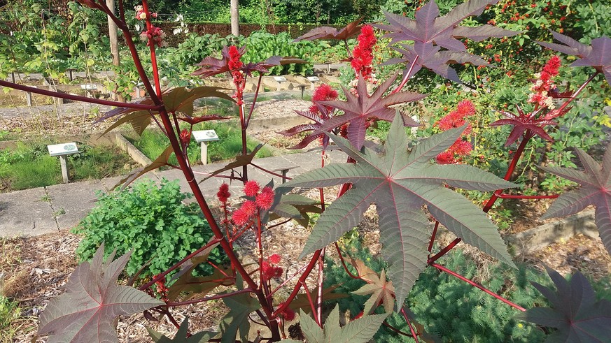 Wunderbaum, Ricinus communis