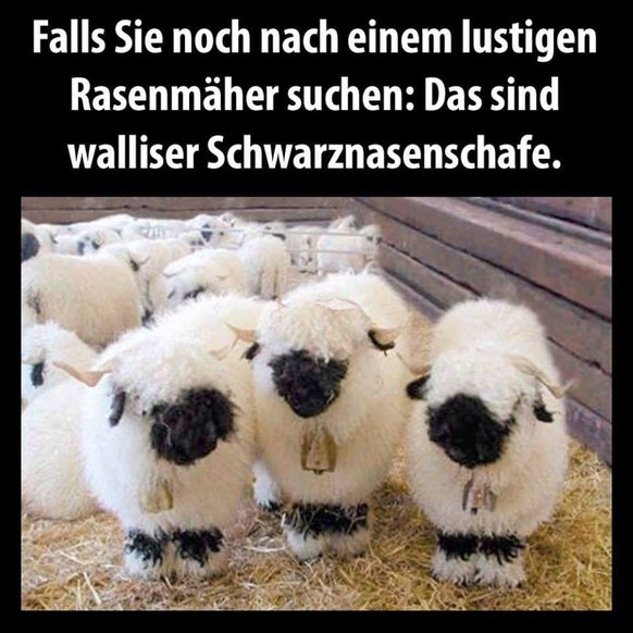 Wer auf den PICDUMP klickt, kriegt automatisch eine Krone! Hopp!\nЁЯШБ