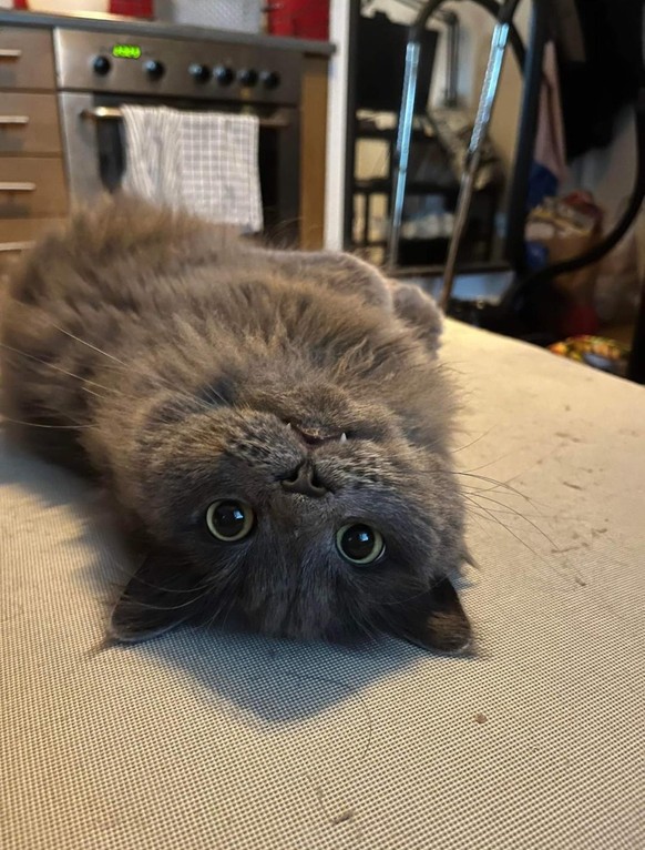 cat on the back.  https://imgur.com/t/aww/8rI1Duw