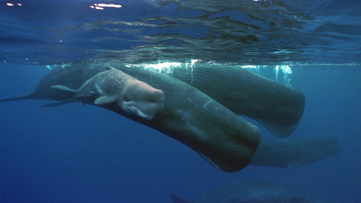A sperm whale calf only hours old, swims next to its mother and a pod of sperm whales Friday afternoon, June 15, 2001 about four miles off the coast of the Agat Marina in Guam. (KEYSTONE/AP Photo/Guam ...