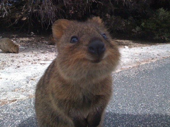 Quokka