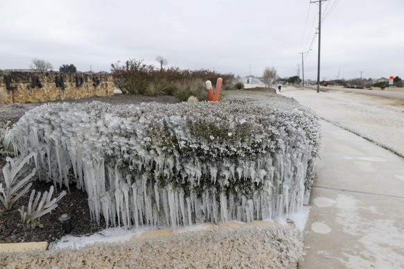 epa11080422 A bush is covered with ice in Austin, Texas, USA, 15 January 2024. Texas will experience temperatures below freezing throughout the coming week. EPA/ADAM DAVIS