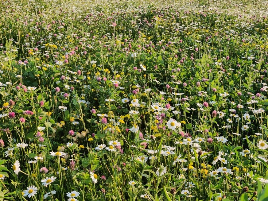 Wildblumen Schweiz Bern
