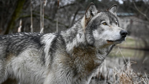 cute news tier wolf

https://imgur.com/gallery/wolf-photography-seminar-wolf-park-c4a0RJB#/t/wolf