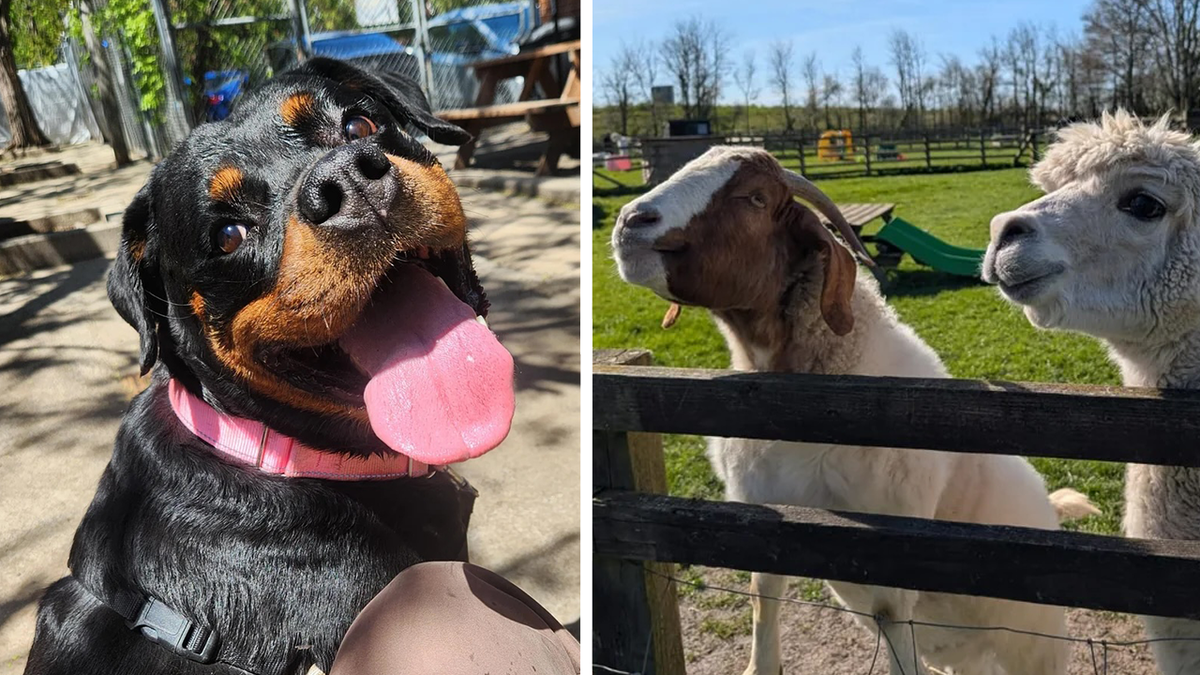 Diese-27-lustigen-und-knuffigen-Tierbilder-vers-ssen-dir-den-Start-ins-Wochenende