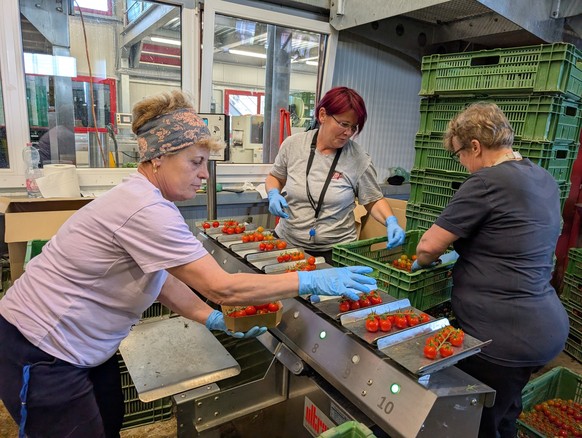 Die Rumäninnen Doina, Lily und Lia (von links nach rechts) sortieren und verpacken die Cherrytomaten. 500 Gramm kommen in jede Schachtel.