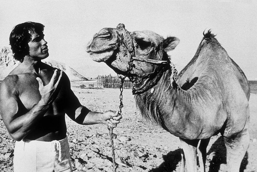 ISRAEL - OCTOBER 1977: Bodybuilder Arnold Schwarzenegger poses with a camel in 1977 in Israel. (Photo by Michael Ochs Archives/Getty Images)