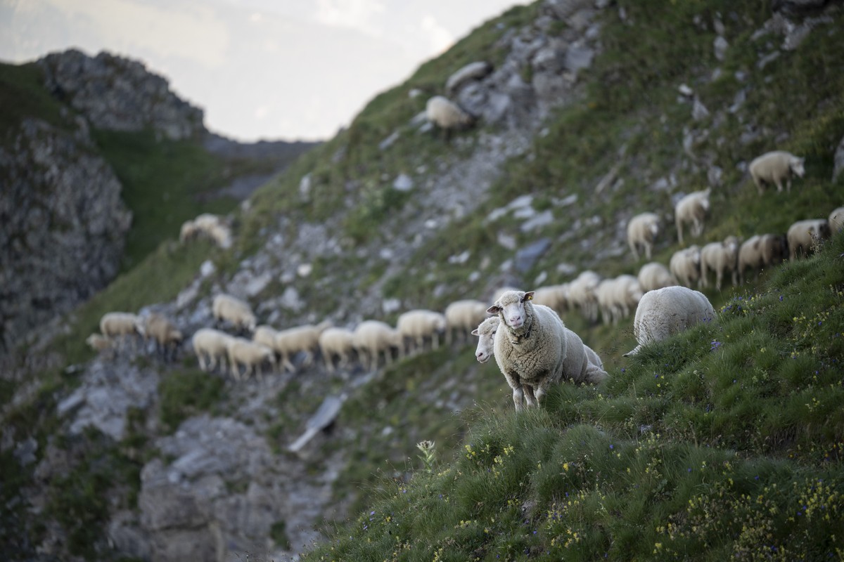 1400 Schafe wandern von einer Weide zur anderen, am Samstag, 10. August 2024, beim "Schafuebergang" unter dem Gipfel des Falknis (2562 Meter) zwischen dem Guschasattel und Flaescher Fuerggli ...