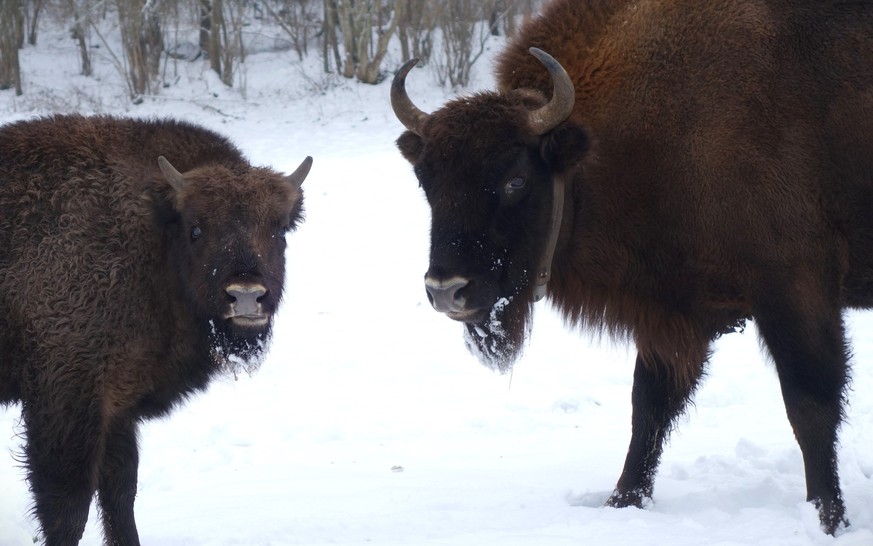 Wisente am 10. Januar 2023 vom Projekt Wisent Thal im Solothurner Jura