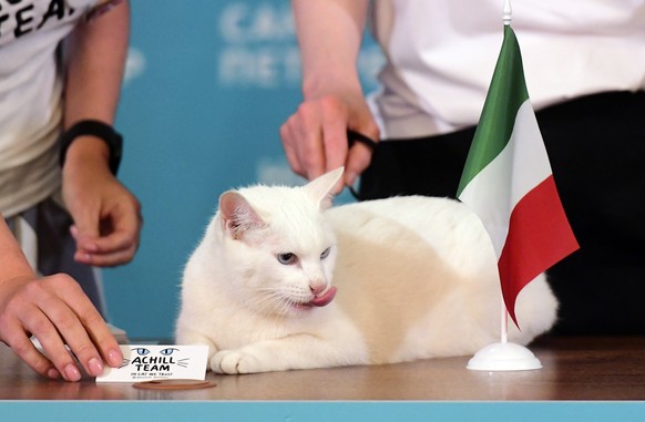 Achill the cat, who lives in St Petersburg&#039;s Hermitage museum, chooses Italy during the attempt to predict the result of the opening match of Euro 2020 between teams of Italy and Turkey during an ...