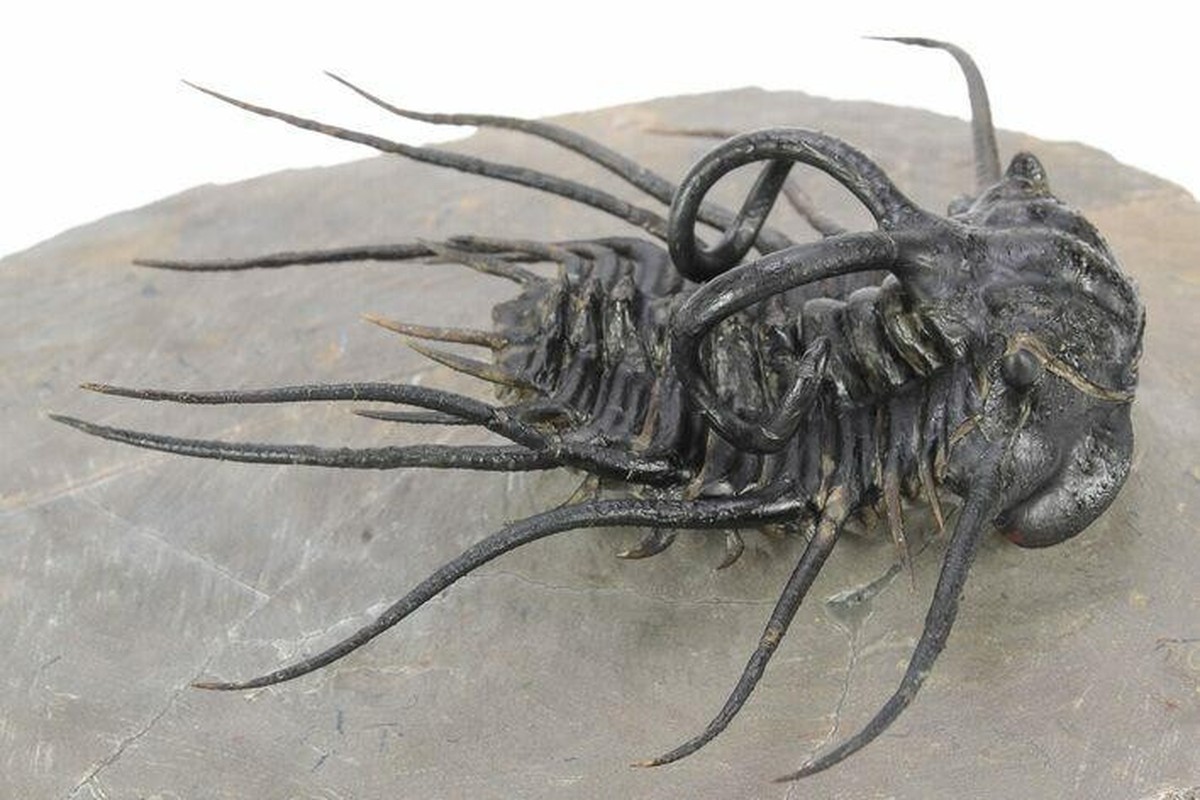 creepy nature

https://www.reddit.com/r/oddlyterrifying/comments/1fm7rvg/a_trilobite_fossil_species_dicranurus_monstrosus/
