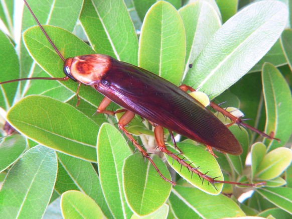 Amerkianische Grossschabe Periplaneta americana