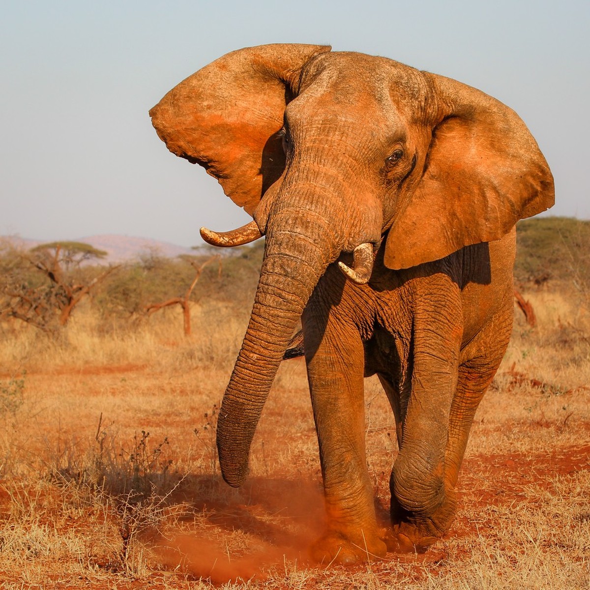 Afrikanischer Elefant