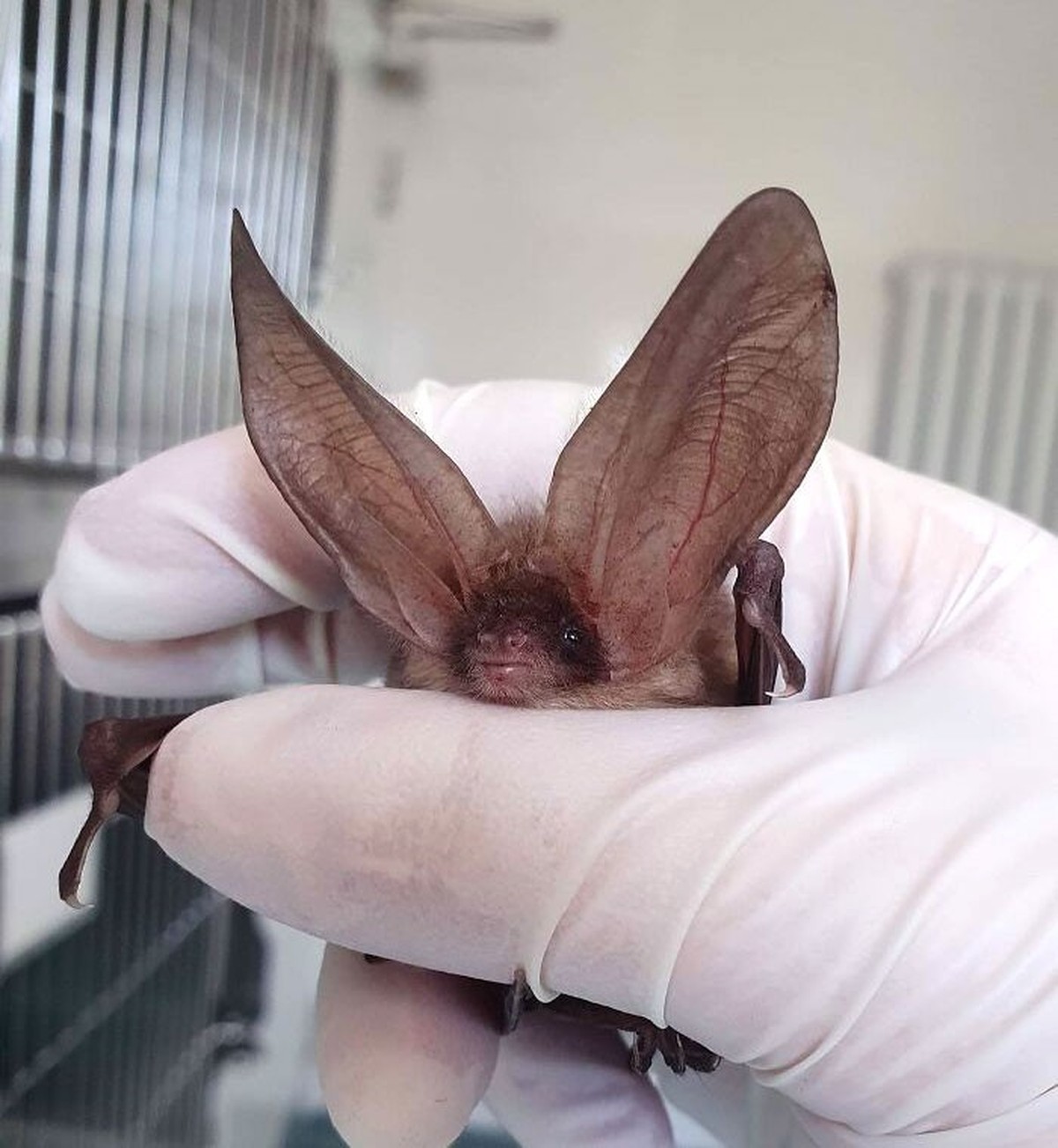 cute news tier mit grossen ohren fledermaus

https://www.reddit.com/r/batty/comments/fz5nrn/long_eared_bat/