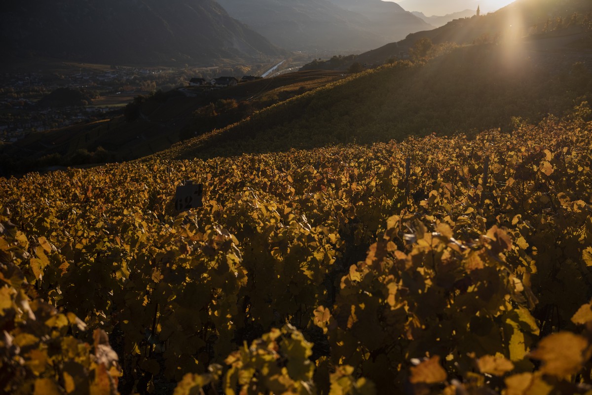 Die Reben leuchten golden in der Abendsonne bei strahlendem Herbstwetter, am Samstag, 31. Oktober 2020 bei Flanthey VS. (KEYSTONE/Alessandro della Valle)
