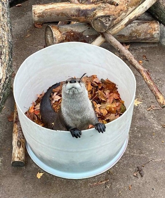 otter animal tier cute news

https://www.reddit.com/r/Otters/comments/qkebv9/enjoying_ottumn/