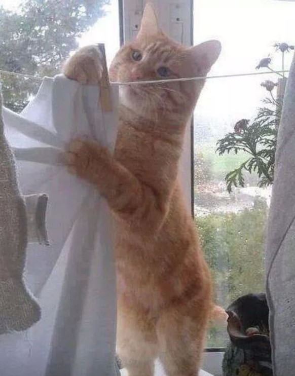 Katze hängt Wäsche auf.
http://imgur.com/gallery/BHCsB4M