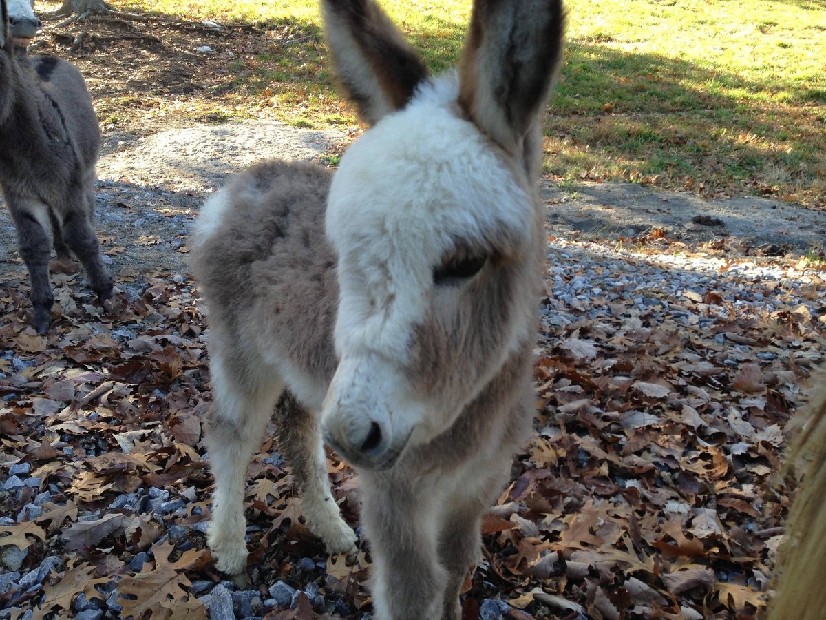 Baby Esel
Cute News
https://imgur.com/gallery/B4K4u