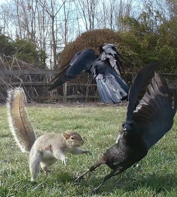 cute news tier vogel eichhörnchen

https://www.reddit.com/r/squirrels/comments/12i7qs2/aggro_squirrel_going_after_crows_in_our_backyard/