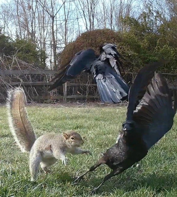 cute news animal bird squirrel https://www.reddit.com/r/squirrels/comments/12i7qs2/aggro_squirrel_going_after_crows_in_our_backyard/