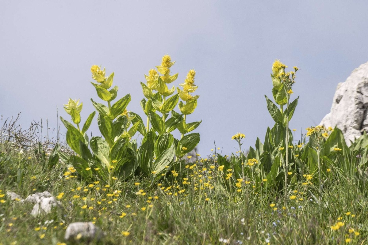 Une Gentiane jaune (Gentiana lutea). Bien que semblable au Vératre, ses feuilles n'ont pas de pédoncule et cernent la tige.