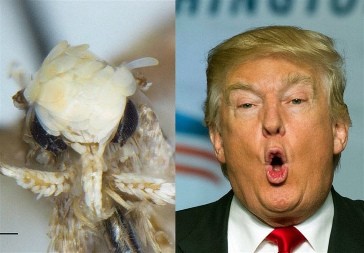 https://en.wikipedia.org/wiki/Neopalpa_donaldtrumpi
Neopalpa donaldtrumpi