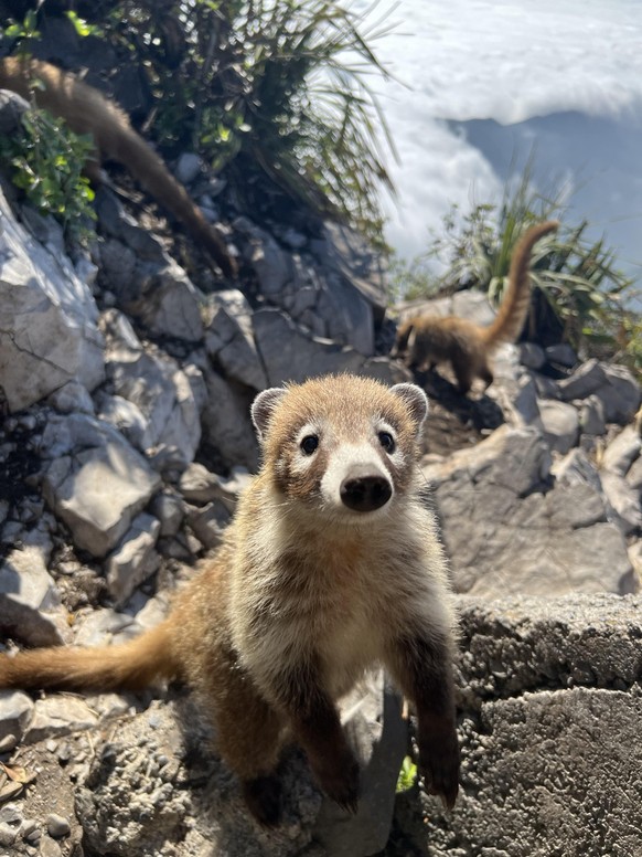 cute news animal tier coati nasenbär

https://www.reddit.com/r/aww/comments/umwkky/baby_coati_on_a_mountain/