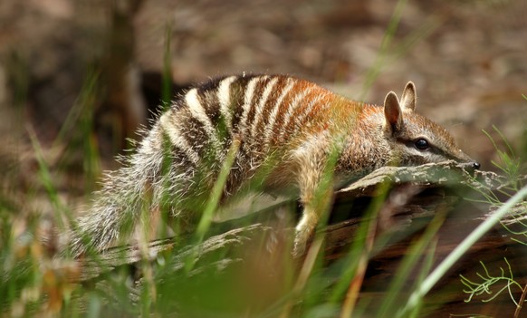 Numbat