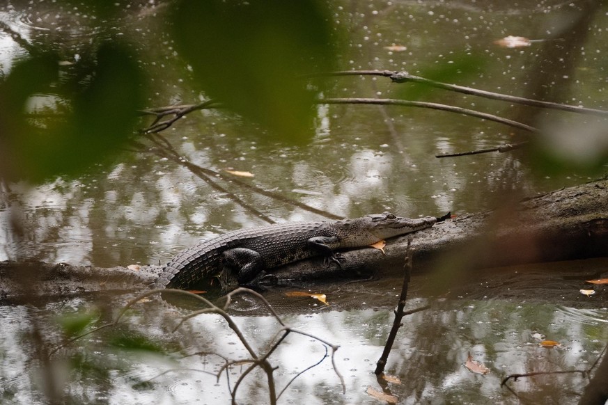 cute news tier krokodil

https://www.reddit.com/r/Crocodiles/comments/1q2otpv/teenager_taking_an_afternoon_nap/