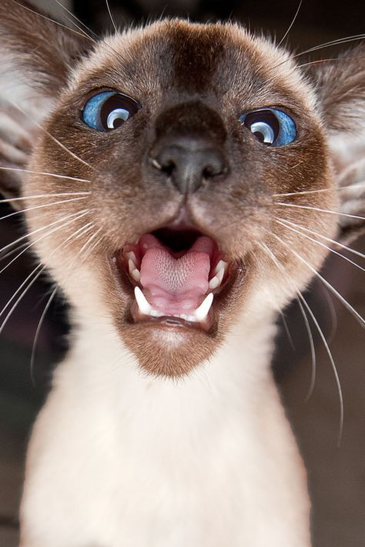 Katze hungrig

https://www.pinterest.com/pin/Ad4wP8CP-Nbx_7ZcYzQEw7yxhdhoxAdugXr5CMWKjfQbErkKc13P9RY/