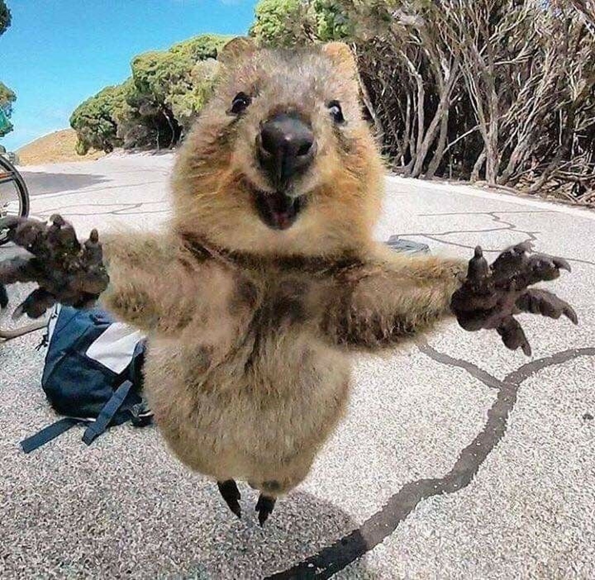 cute news tier quokka

https://ch.pinterest.com/pin/16184879905749866/