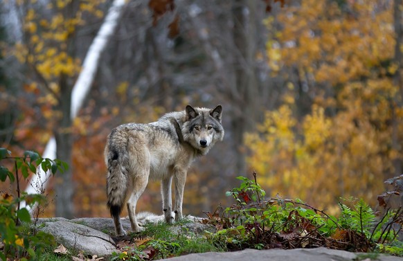 Der Wolf darf nun prophylaktisch erlegt werde, meint der Nationalrat.