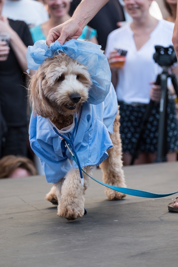 Dr. Moose, Dog Fashion Show, Hunde Fashion Show, NYC