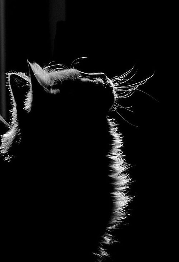 Katzensilhouette.

http://arabamolsamontgiymezdim.tumblr.com/