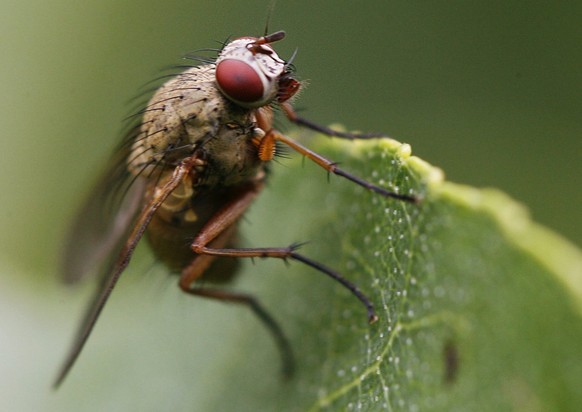 Eine Fliege sitzt auf einem Blatt, am Dienstag, 11. September 2007, in Tagelswangen. (KEYSTONE/Steffen Schmidt)